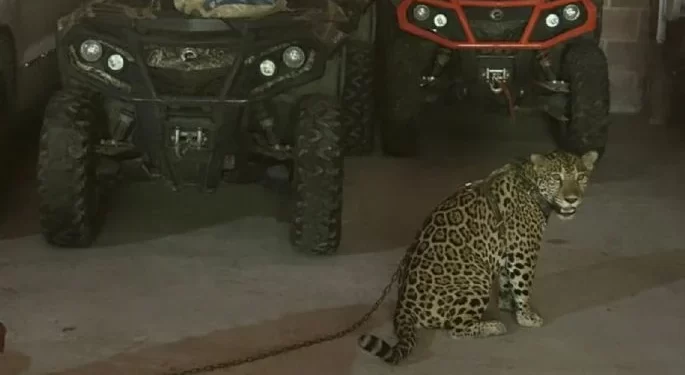 Marina decomisa vehículos de lujo, armas y animales exóticos en Jalisco