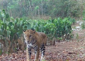 Hallan a jaguar que se encontraba deambulando por un rancho de Tamaulipas, ¿qué pasará con él?