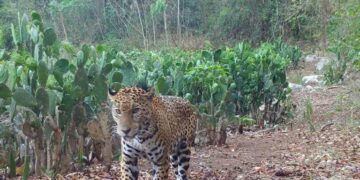 Hallan a jaguar que se encontraba deambulando por un rancho de Tamaulipas, ¿qué pasará con él?