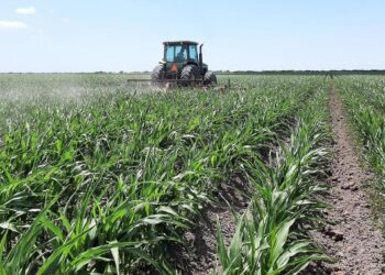 Selgamex otorgará apoyos a los productores medianos de maíz en Tamaulipas