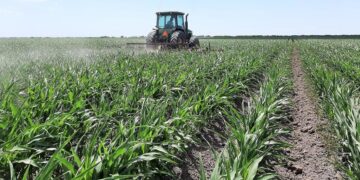 Selgamex otorgará apoyos a los productores medianos de maíz en Tamaulipas