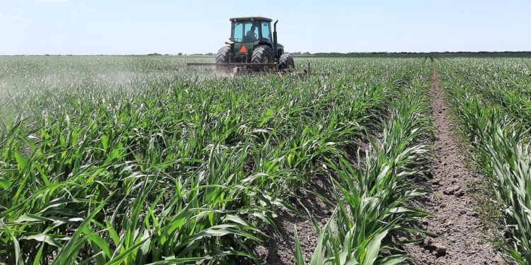 Selgamex otorgará apoyos a los productores medianos de maíz en Tamaulipas