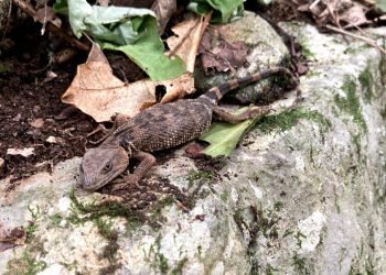 Estudia UNAM fauna del Parque Ecológico Biósfera El Cielo.