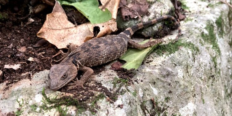 Estudia UNAM fauna del Parque Ecológico Biósfera El Cielo.
