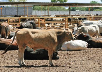 La ganadería en Tamaulipas tendrá un año complicado por la sequía.
