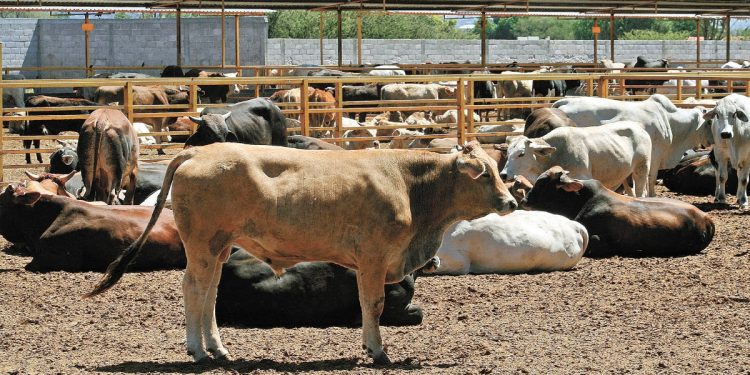 La ganadería en Tamaulipas tendrá un año complicado por la sequía.