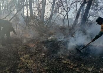 Ejército lucha contra incendio forestal en la zona más alta de Tamaulipas