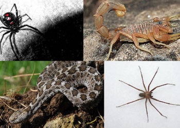 Protección Civil de Ciudad Victoria Alerta Sobre Aumento de Animales Ponzoñosos Debido a Altas Temperaturas