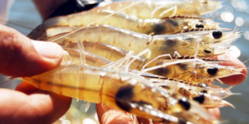 Da inicio la veda de camarón en el Golfo de México