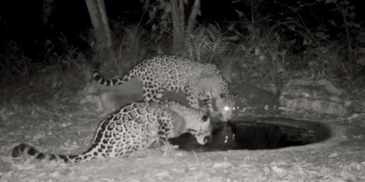 Fortalece Comisión de Parques instalación de bebederos en zonas serranas