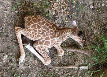 Nace jirafa en el zoológico Tamatán