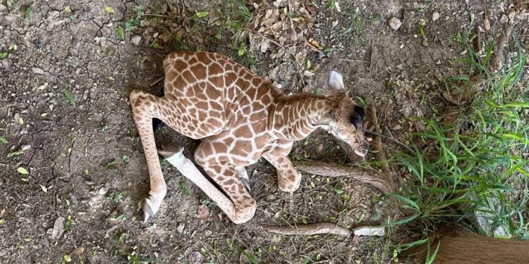 Nace jirafa en el zoológico Tamatán
