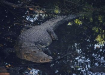 Coordina SEDUMA acciones en busca de controlar sobrepoblación de cocodrilos
