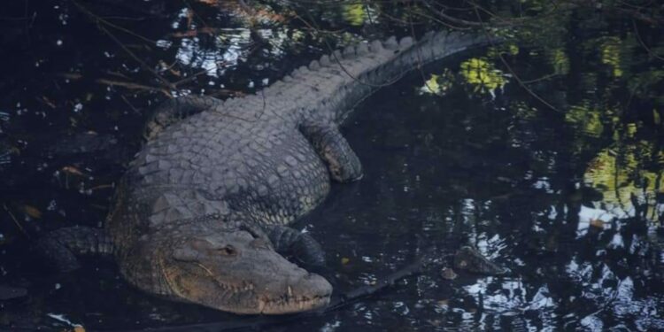 Coordina SEDUMA acciones en busca de controlar sobrepoblación de cocodrilos