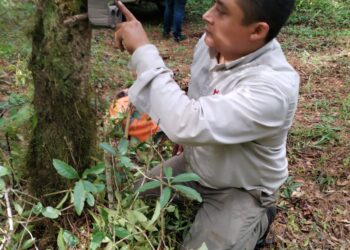 Arranca Comisión de Parques monitoreo del oso negro americano en Tamaulipas