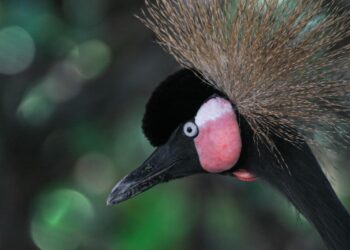 Concentra 94 especies el Zoológico Tamatán