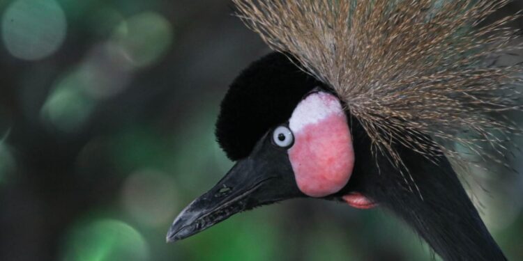 Concentra 94 especies el Zoológico Tamatán