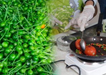 La UAT impulsa la preservación del chile piquín como símbolo de identidad regional