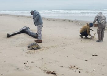 Rescata Comisión de Parques 40 tortugas verdes  en playas