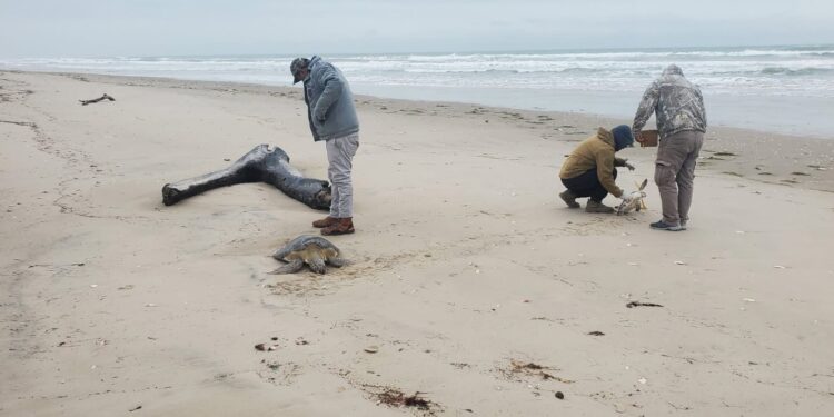 Rescata Comisión de Parques 40 tortugas verdes  en playas