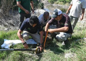 Rescata Comisión de Parques cocodrilo en ejido El  Olmo