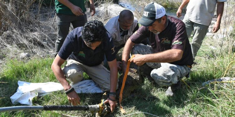 Rescata Comisión de Parques cocodrilo en ejido El  Olmo