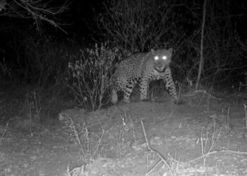 Aclara Comisión de Parques y  Biodiversidad: jaguar atropellado no corresponde  a Tamaulipas