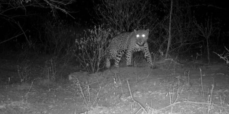 Aclara Comisión de Parques y  Biodiversidad: jaguar atropellado no corresponde  a Tamaulipas