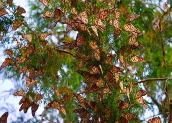Impulsa Gobierno de Tamaulipas conservación de la ruta migratoria de la  mariposa monarca