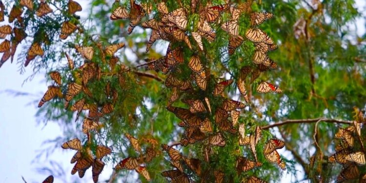 Impulsa Gobierno de Tamaulipas conservación de la ruta migratoria de la  mariposa monarca