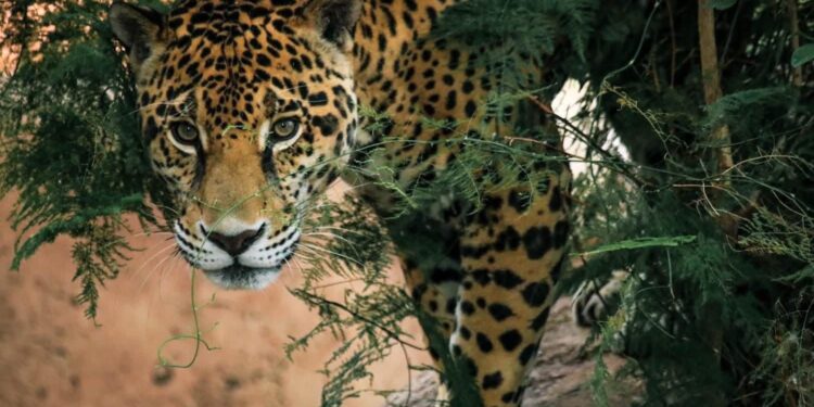 Lanza Comisión de Parques cruzada en pro del  jaguar