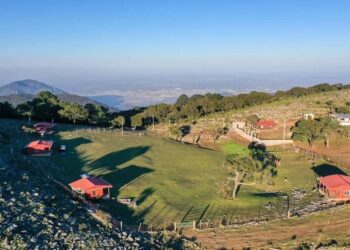 Es Pino Solo en Ciudad Victoria, un tesoro  natural de Tamaulipas