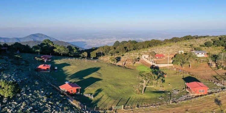 Es Pino Solo en Ciudad Victoria, un tesoro  natural de Tamaulipas