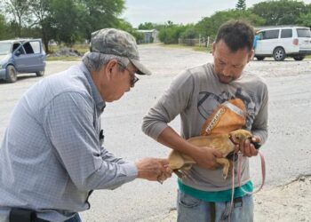 Realiza SST campaña preventiva para la detección de  rickettsiosis