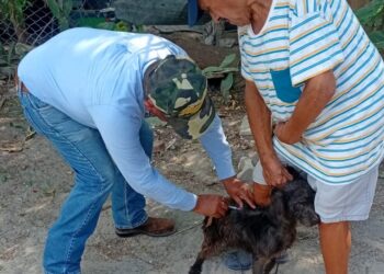 Realizará SST e IMSS-Bienestar campaña masiva de vacunación antirrábica