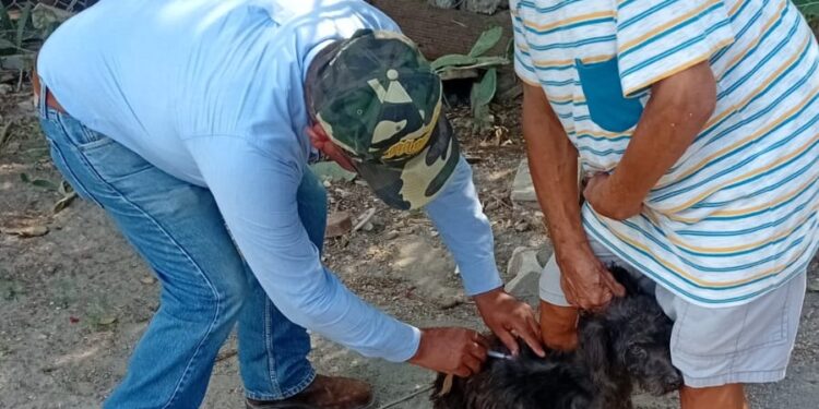 Realizará SST e IMSS-Bienestar campaña masiva de vacunación antirrábica