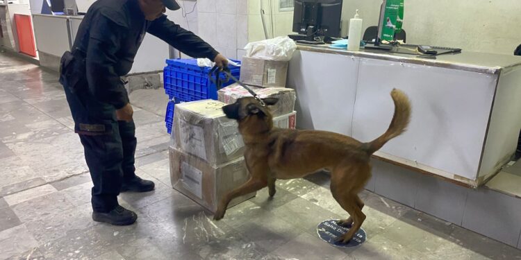 Guardia Estatal refuerza vigilancia con binomios caninos en la Central de Autobuses  de Victoria