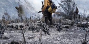 Tamaulipas logra la liquidación total del incendio forestal en Bustamante