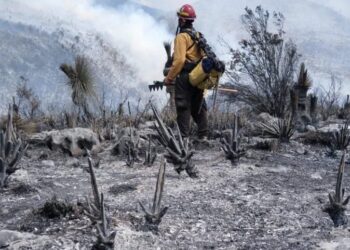 Tamaulipas logra la liquidación total del incendio forestal en Bustamante