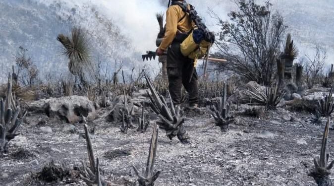 Tamaulipas logra la liquidación total del incendio forestal en Bustamante