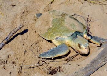 Intensifica Tamaulipas monitoreo y resguardo  de nidos de tortuga lora