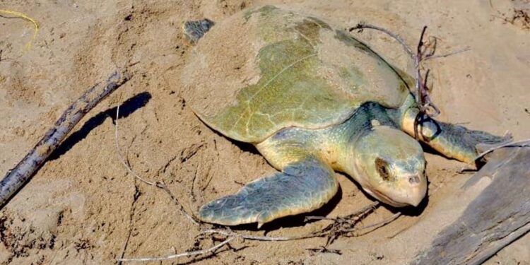 Intensifica Tamaulipas monitoreo y resguardo  de nidos de tortuga lora