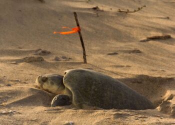 Continúa temporada de anidación de tortuga lora; se resguardan más de 28 mil huevos