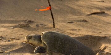 Continúa temporada de anidación de tortuga lora; se resguardan más de 28 mil huevos