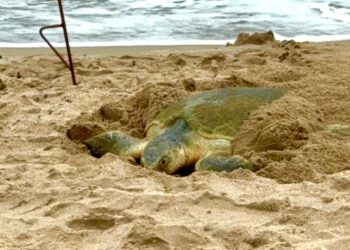Registra Tamaulipas más de 207 mil huevos de  tortuga lora en temporada 2026