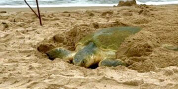Registra Tamaulipas más de 207 mil huevos de  tortuga lora en temporada 2026