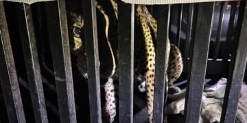 Brindan atención especializada a felino silvestre rescatado en la zona serrana de Tamaulipas