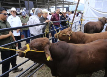 En Tamaulipas se han destinado 545 MDP en apoyos al sector ganadero: Américo